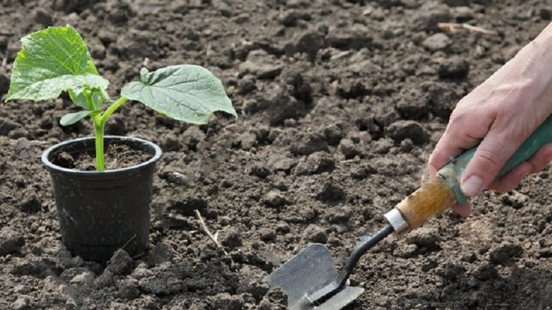 How to properly plant cucumbers for seedlings, and when is the best time to do it