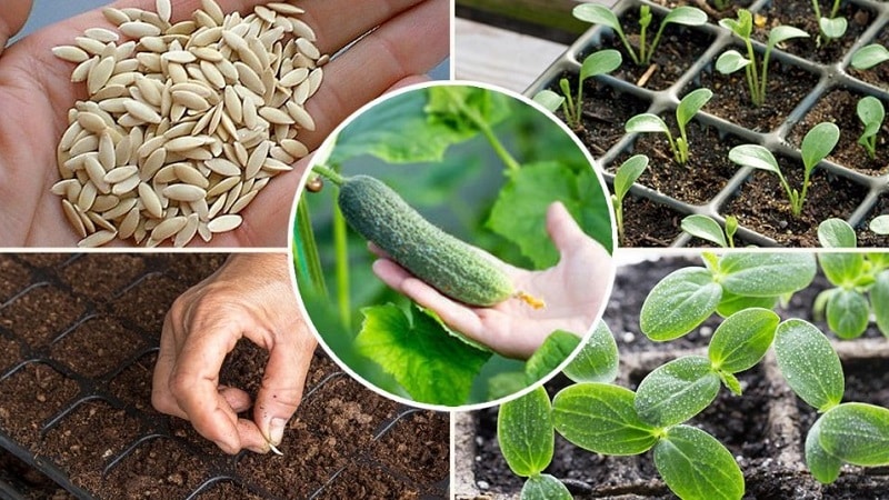 How to properly plant cucumbers for seedlings, and when is the best time to do it