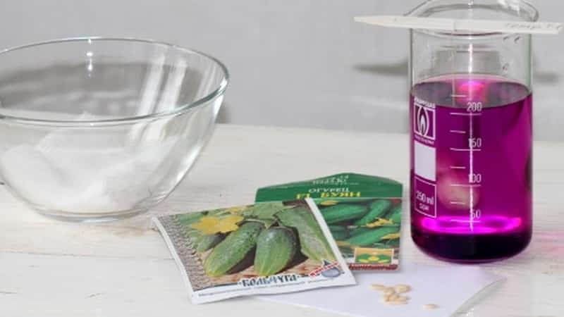 How to properly plant cucumbers for seedlings, and when is the best time to do it