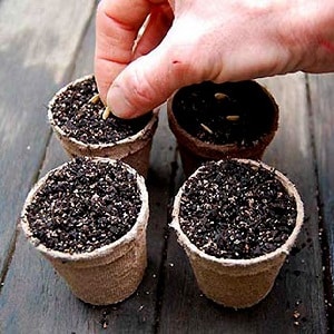 How to properly plant cucumbers for seedlings, and when is the best time to do it