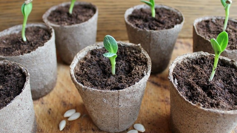 How to properly plant cucumbers for seedlings, and when is the best time to do it