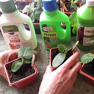 How to properly plant cucumbers for seedlings, and when is the best time to do it
