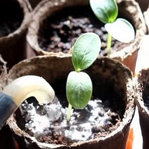 How to properly plant cucumbers for seedlings, and when is the best time to do it