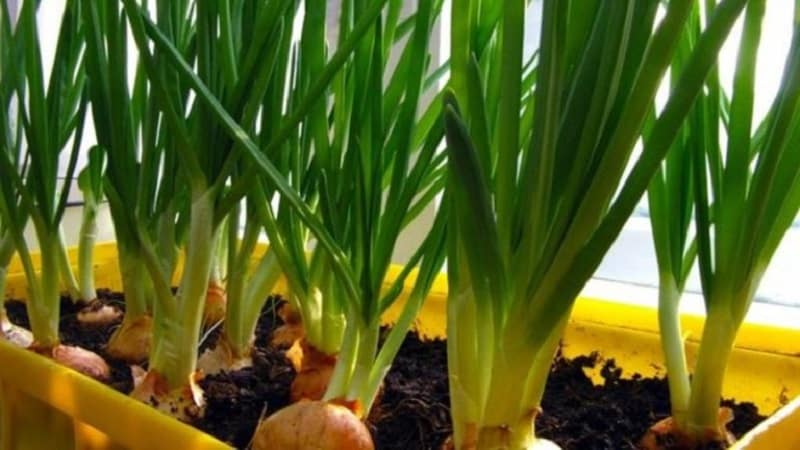 How to properly grow green onions on a windowsill: a step-by-step guide for beginners