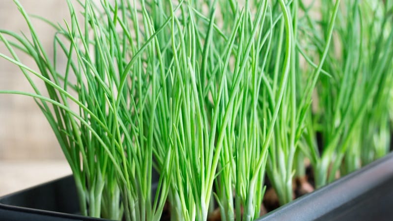 How to properly grow green onions on a windowsill: a step-by-step guide for beginners