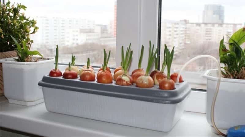 How to properly grow green onions on a windowsill: a step-by-step guide for beginners