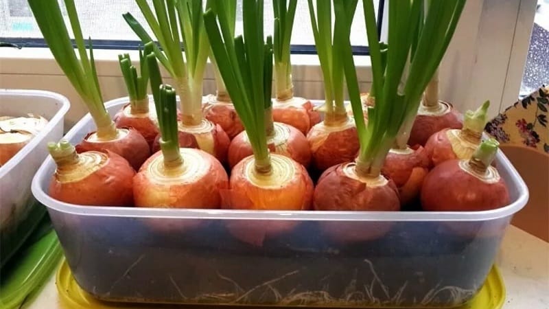 How to properly grow green onions on a windowsill: a step-by-step guide for beginners