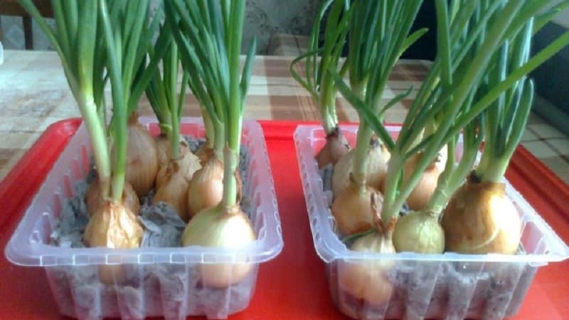 How to properly grow green onions on a windowsill: a step-by-step guide for beginners