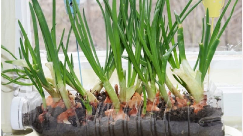 How to properly grow green onions on a windowsill: a step-by-step guide for beginners