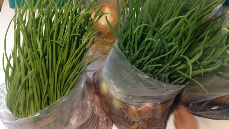 How to properly grow green onions on a windowsill: a step-by-step guide for beginners