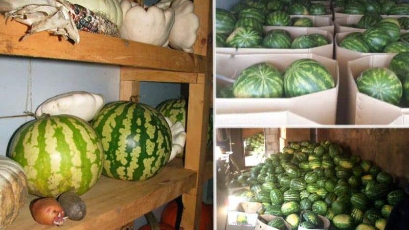 How to preserve a watermelon in the cellar until the New Year - 7 best ways