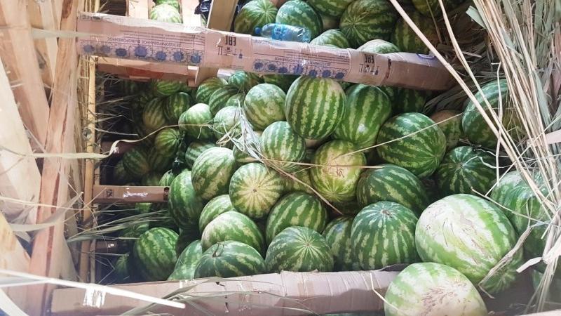 How to preserve a watermelon in the cellar until the New Year - 7 best ways