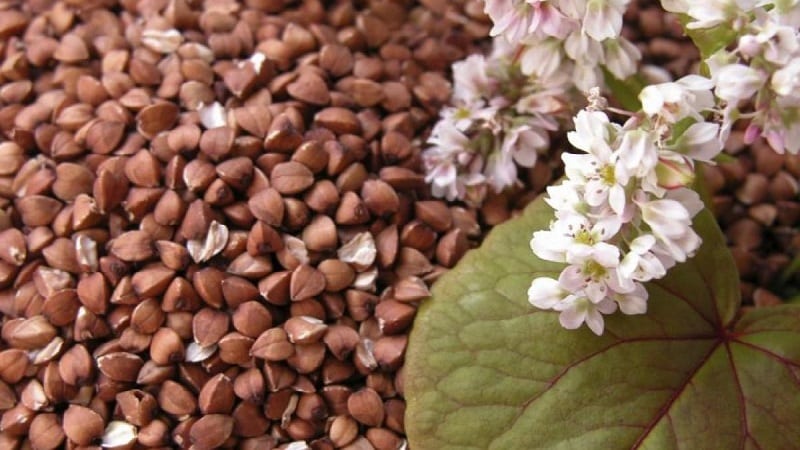 How buckwheat blooms: description, its benefits and applications