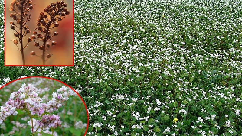 How buckwheat blooms: description, its benefits and applications