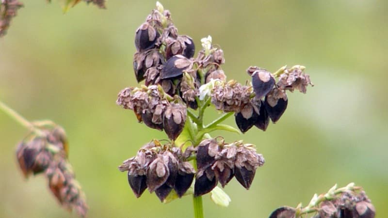 How buckwheat blooms: description, its benefits and applications