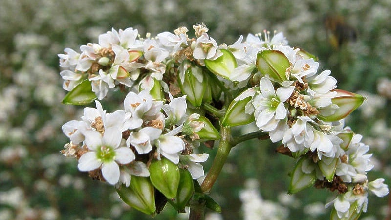 How buckwheat blooms: description, its benefits and applications