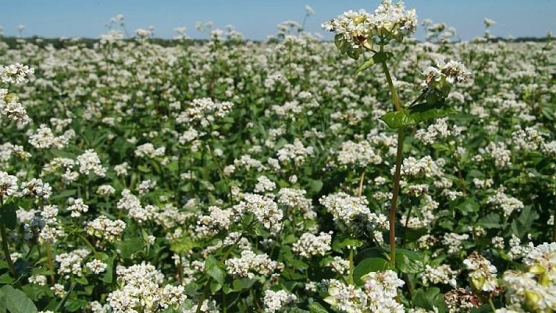 How buckwheat blooms: description, its benefits and applications