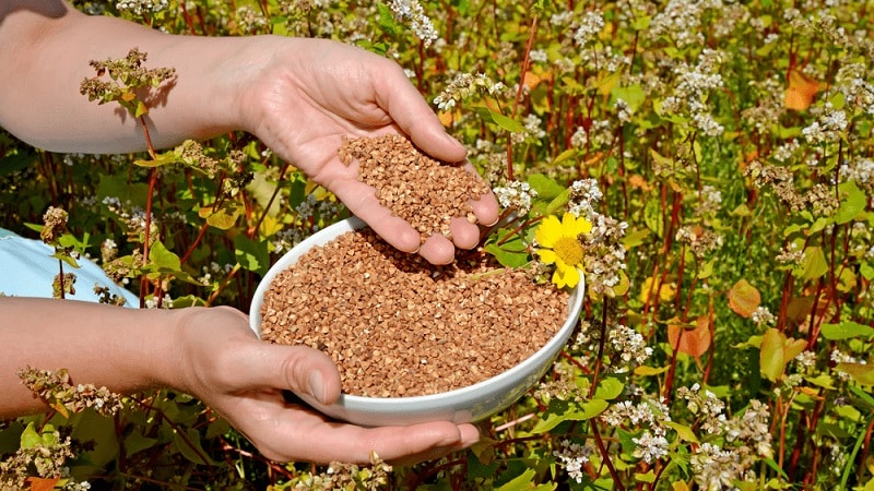 How buckwheat blooms: description, its benefits and applications