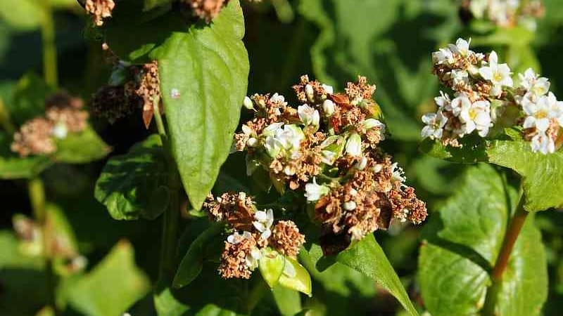 How buckwheat blooms: description, its benefits and applications