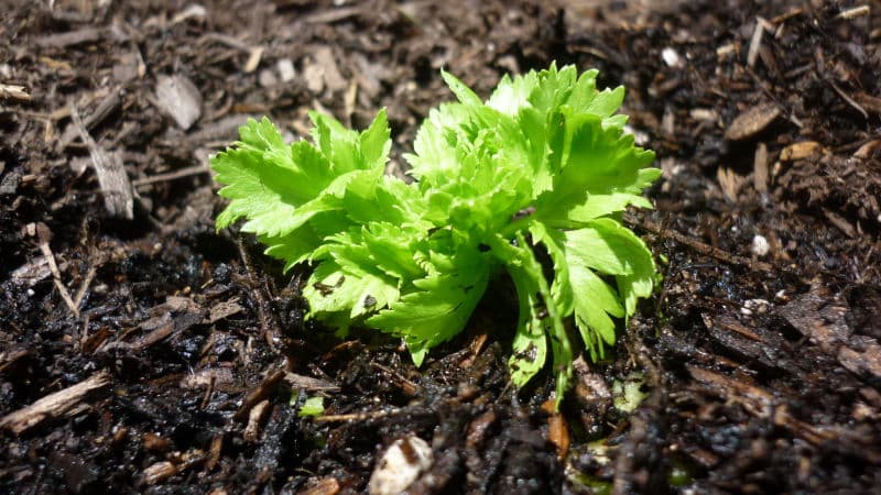 How to grow and use petiole celery with maximum benefit for the body