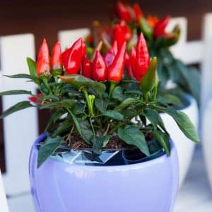 How to grow peppers in pots: photos, growing technology and useful tips