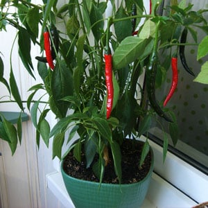 How to grow peppers in pots: photos, growing technology and useful tips