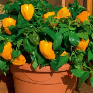 How to grow peppers in pots: photos, growing technology and useful tips