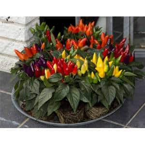 How to grow peppers in pots: photos, growing technology and useful tips