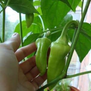 How to grow peppers in pots: photos, growing technology and useful tips
