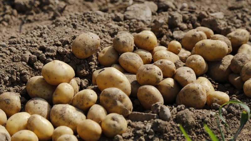 We reveal the secrets of record yield: how to grow a bucket of potatoes from one bush
