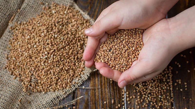 Choosing the right grain: which buckwheat is better, dark or light, what criteria to pay attention to
