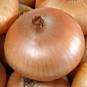 What types of onions are there, their characteristics, and which variety is best suited for long-term storage
