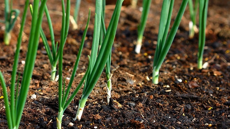 What types of onions are there, their characteristics, and which variety is best suited for long-term storage