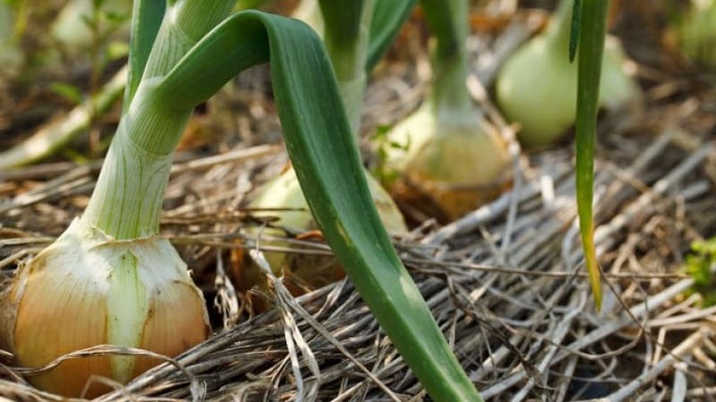 What types of onions are there, their characteristics, and which variety is best suited for long-term storage