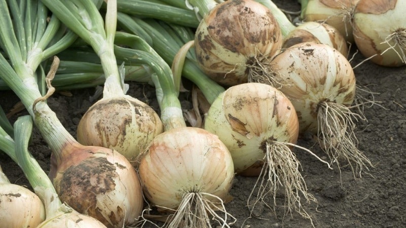 What types of onions are there, their characteristics, and which variety is best suited for long-term storage