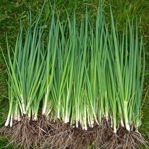 What types of onions are there, their characteristics, and which variety is best suited for long-term storage