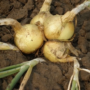 What types of onions are there, their characteristics, and which variety is best suited for long-term storage