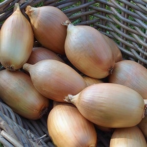 What types of onions are there, their characteristics, and which variety is best suited for long-term storage