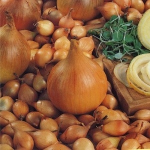 What types of onions are there, their characteristics, and which variety is best suited for long-term storage