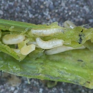 What are onion pests and methods for dealing with them?