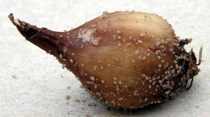 What are onion pests and methods for dealing with them?