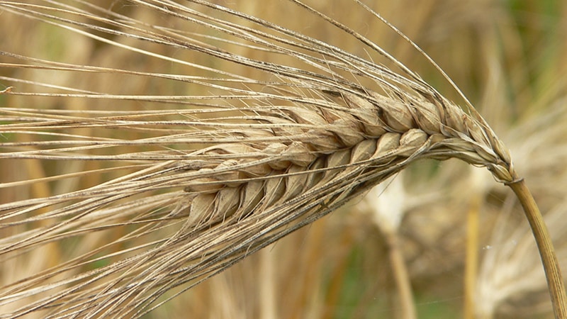What cereals are made from barley and the beneficial properties of the cereal