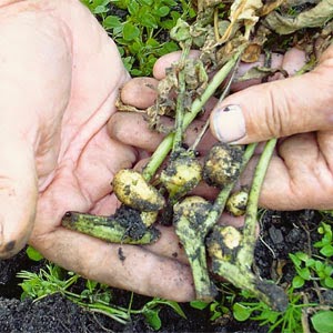 In what ways and how are potatoes propagated?