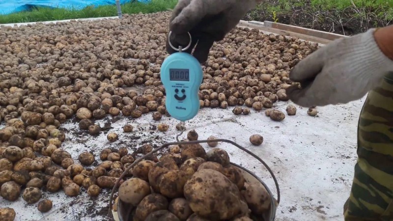What is the potato yield per 1 hectare and how to increase it