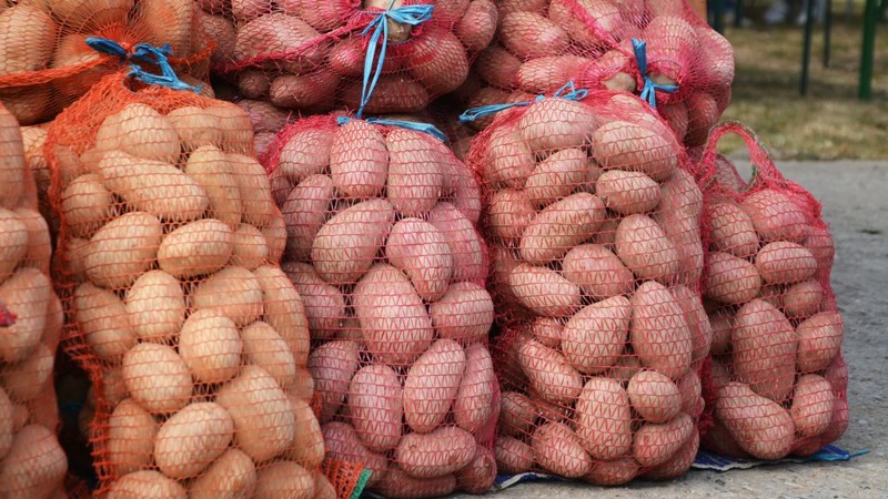 What is the potato yield per 1 hectare and how to increase it