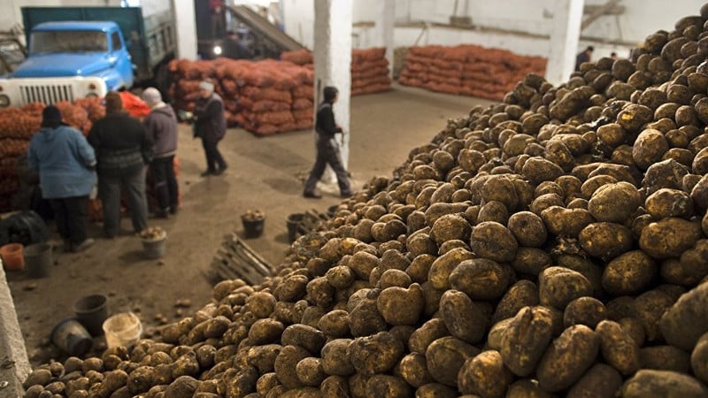 What is the potato yield per 1 hectare and how to increase it
