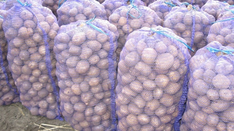 What is the potato yield per 1 hectare and how to increase it
