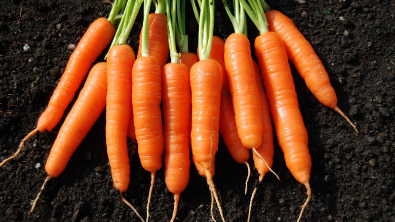 What carrots to plant in the Moscow region: the best varieties for open ground