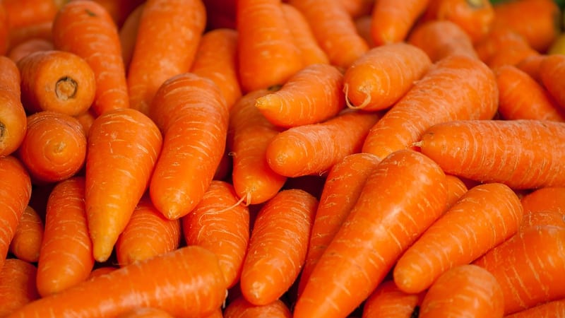 What carrots to plant in the Moscow region: the best varieties for open ground
