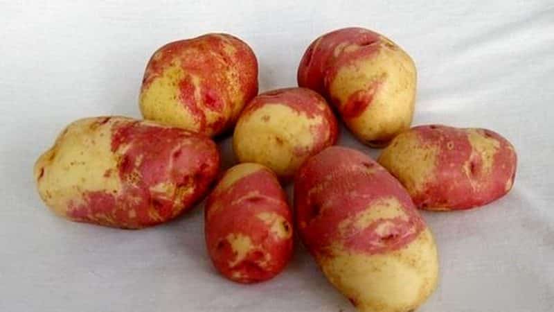 Yield, unpretentious and disease-resistant potato variety Ivan da Marya